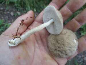 Leccinum albellum