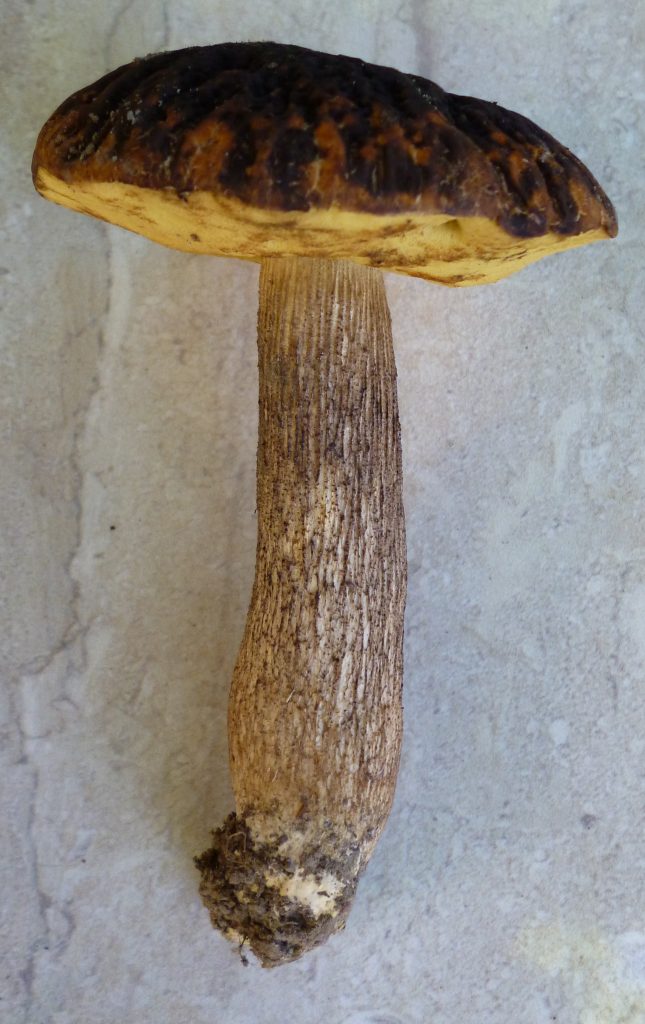Leccinellum crocipodium The Bolete Filter
