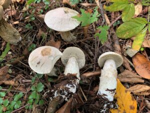 Leccinum insolens var. brunneo-maculatum