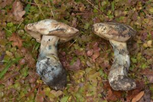 Leccinum arbuticola