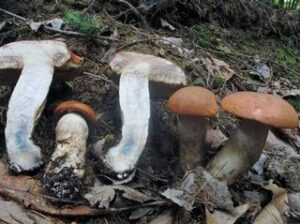 Leccinum aurantiacum (placeholder for deciduous mates)