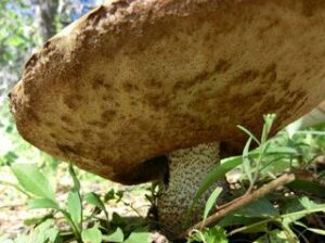 Leccinum discolor
