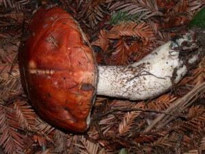 Leccinum largentii ("Largent's Bolete")