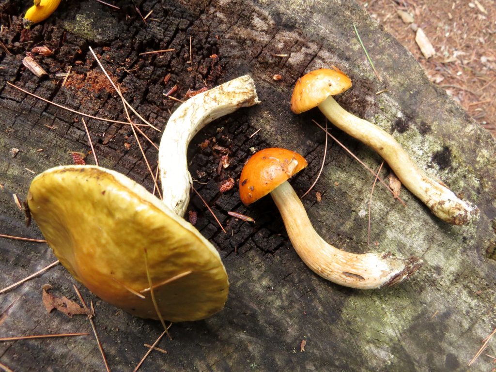 Leccinum longicurvipes | The Bolete Filter