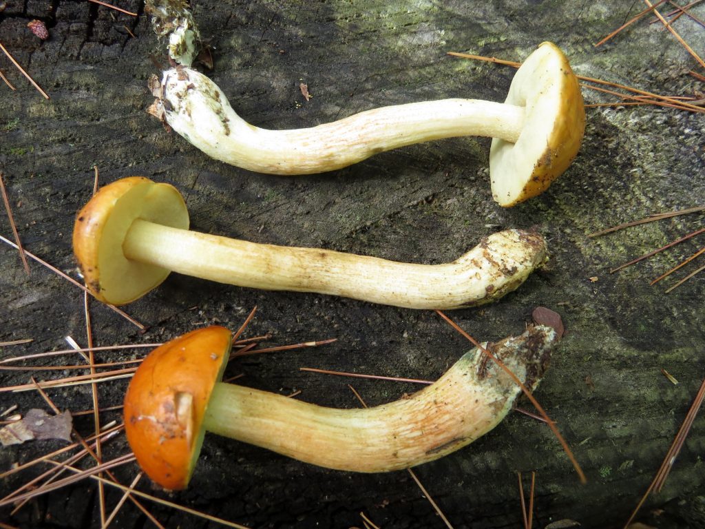 Leccinum longicurvipes | The Bolete Filter