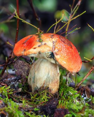 Leccinum ponderosum