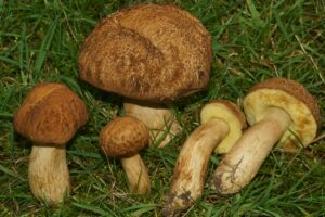 Leccinum rugosiceps ("Wrinkled Bolete")