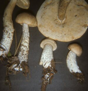 Leccinum scabrum ("Birch Bolete")