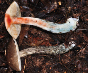 Leccinum snellii ("Snell's Bolete")