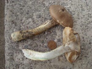 Leccinum subleucophaeum