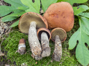 Leccinum subtestaceum