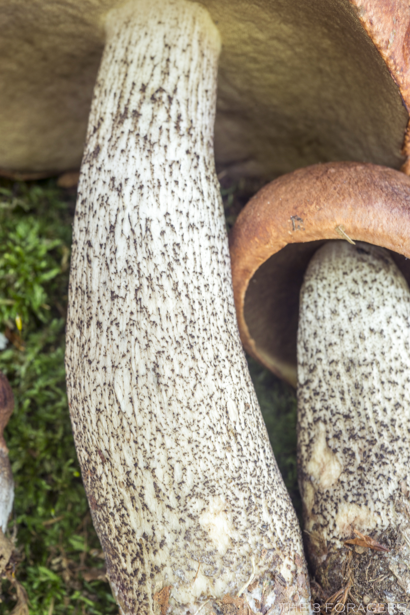Leccinum subtestaceum | The Bolete Filter