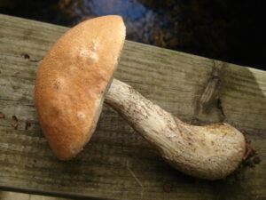 Leccinum versipelle ("Orange Birch Bolete")