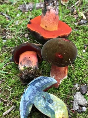 Neoboletus luridiformis [auct. amer.] ("Dark Capped Scarletina")