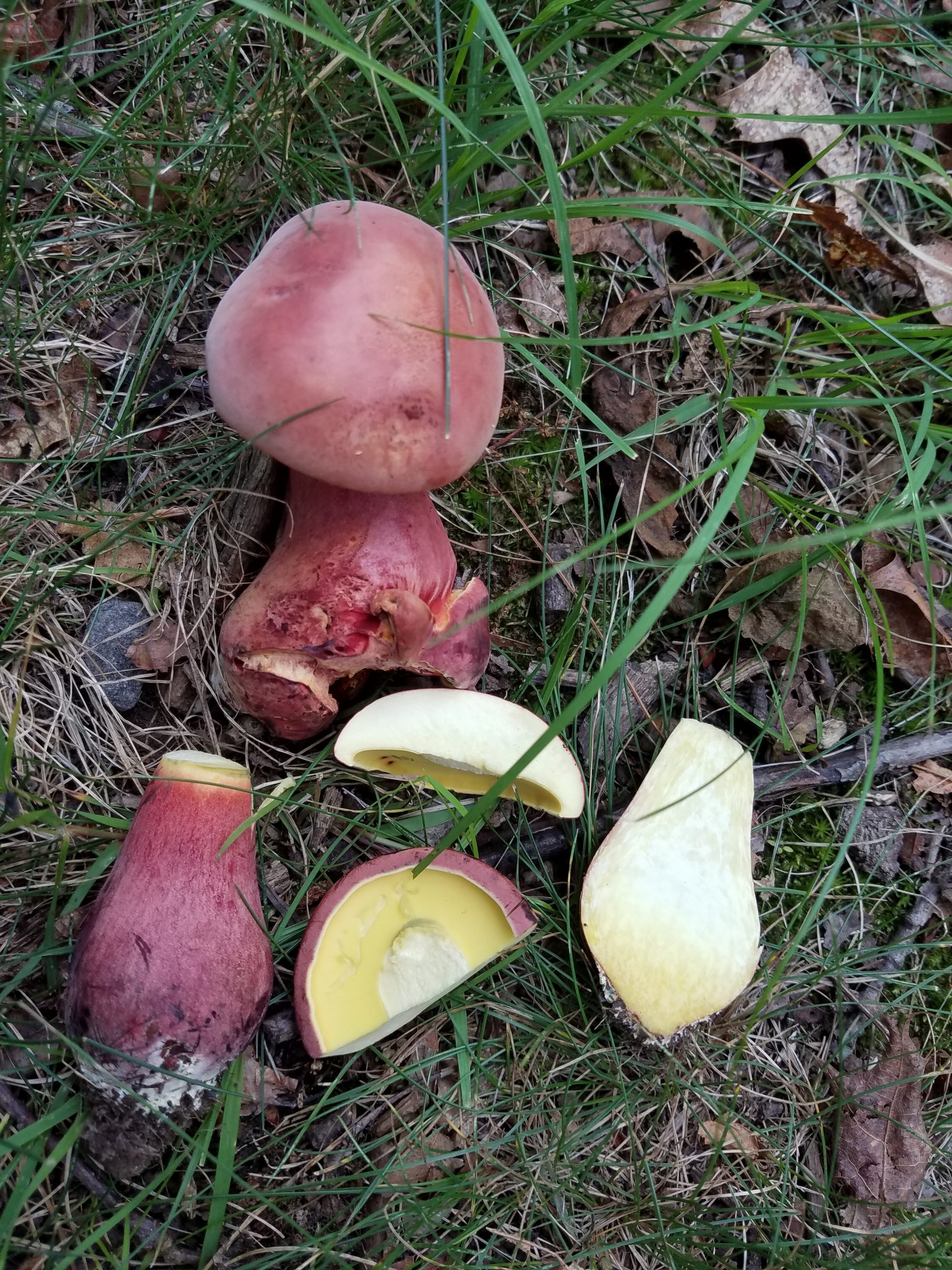 Lanmaoa pallidorosea (“Bouillon Bolete”) The Bolete Filter