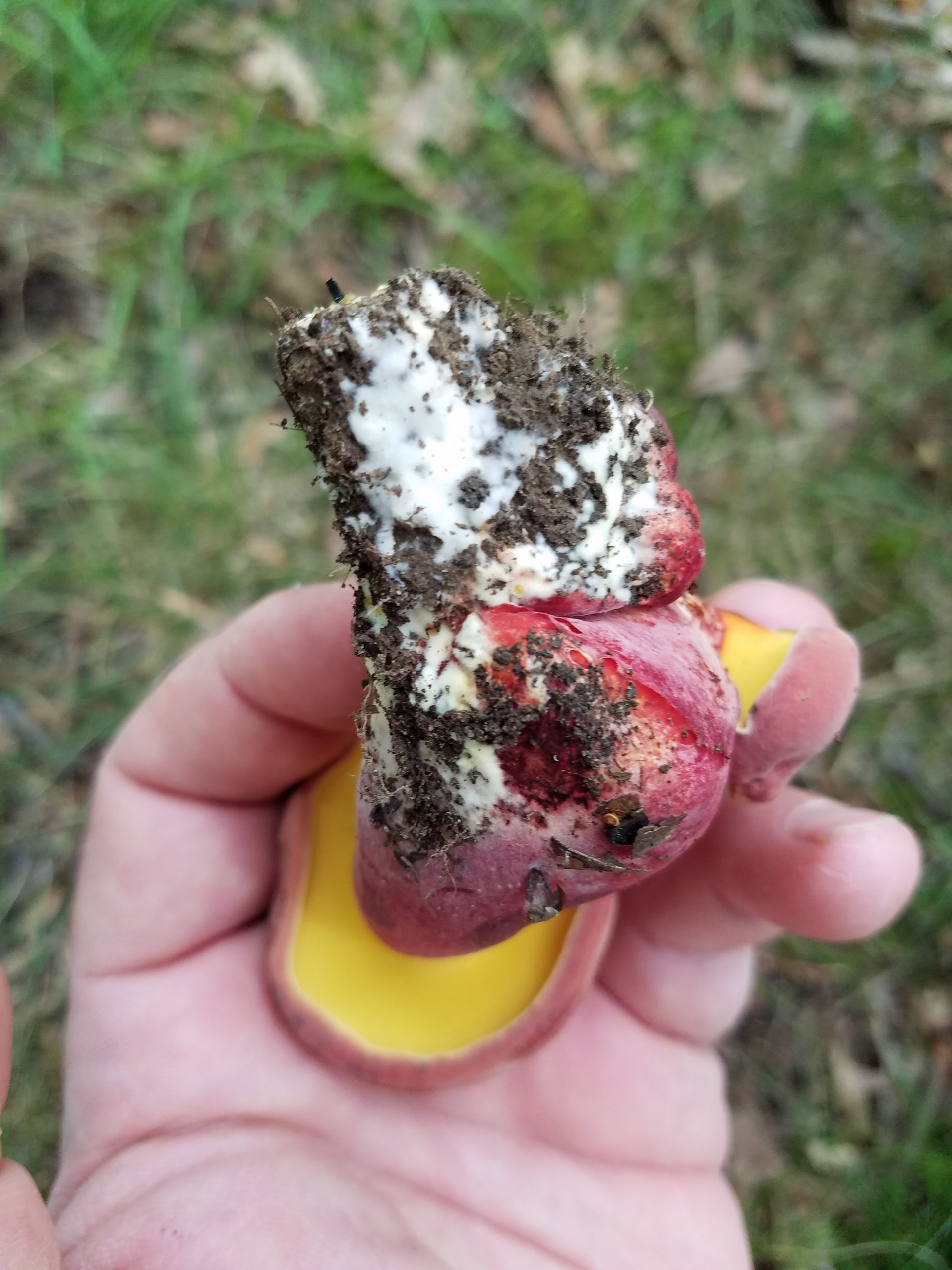 Lanmaoa pallidorosea (“Bouillon Bolete”) The Bolete Filter