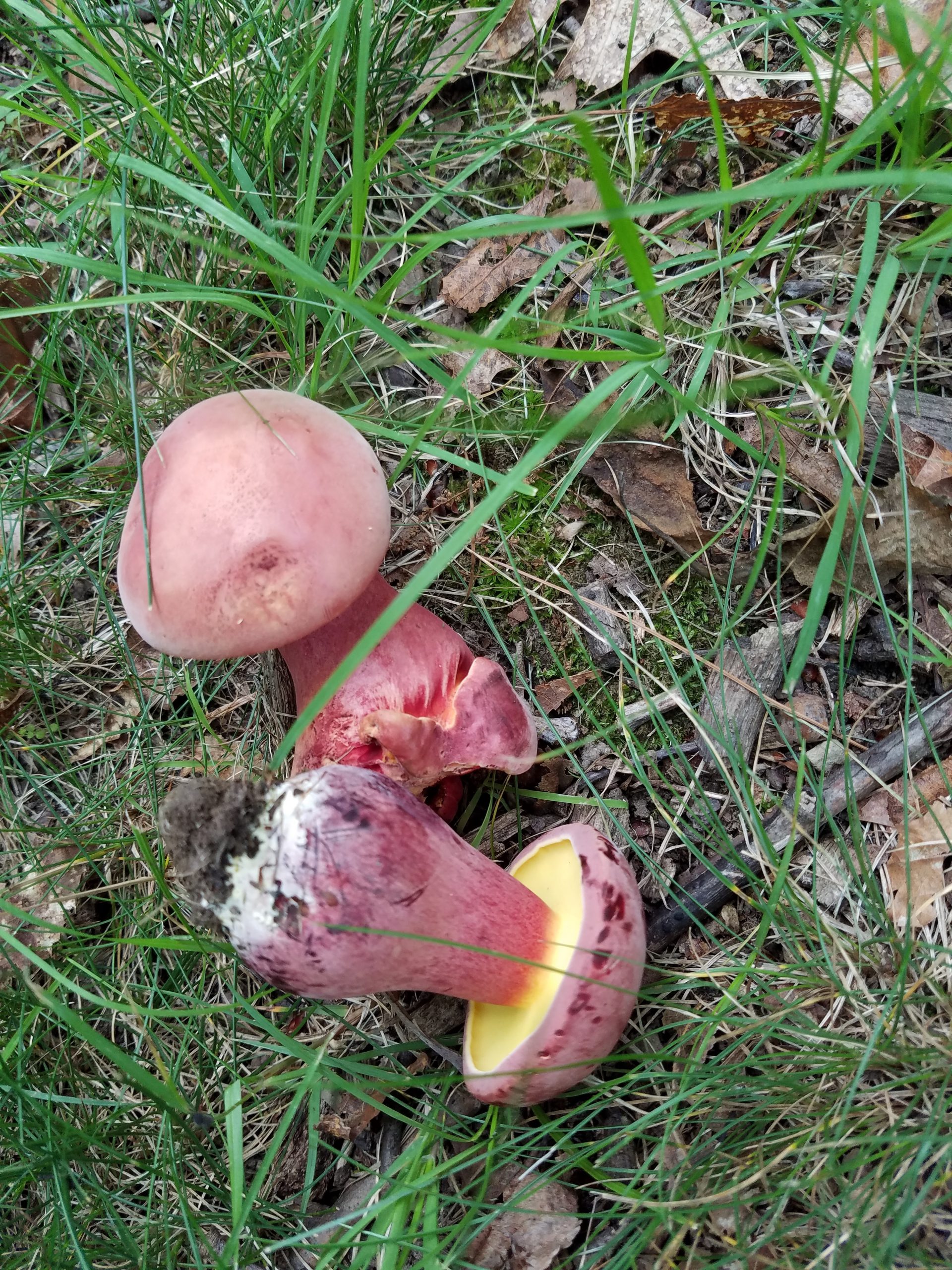 Lanmaoa pallidorosea (“Bouillon Bolete”) The Bolete Filter