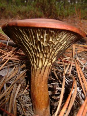 Phylloporopsis boletinoides ("Gilled Bolete")