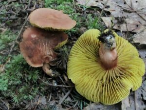 Phylloporus leucomycelinus ("Gilled Bolete")