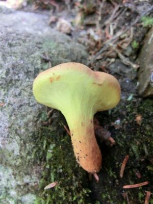 Pulveroboletus ravenelii ("Ravenel's Bolete")