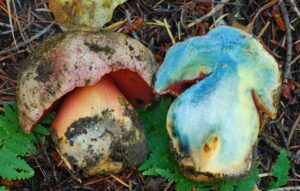 Rubroboletus haematinus