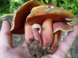Rubroboletus rhodosanguineus ("Perfumed Bolete")