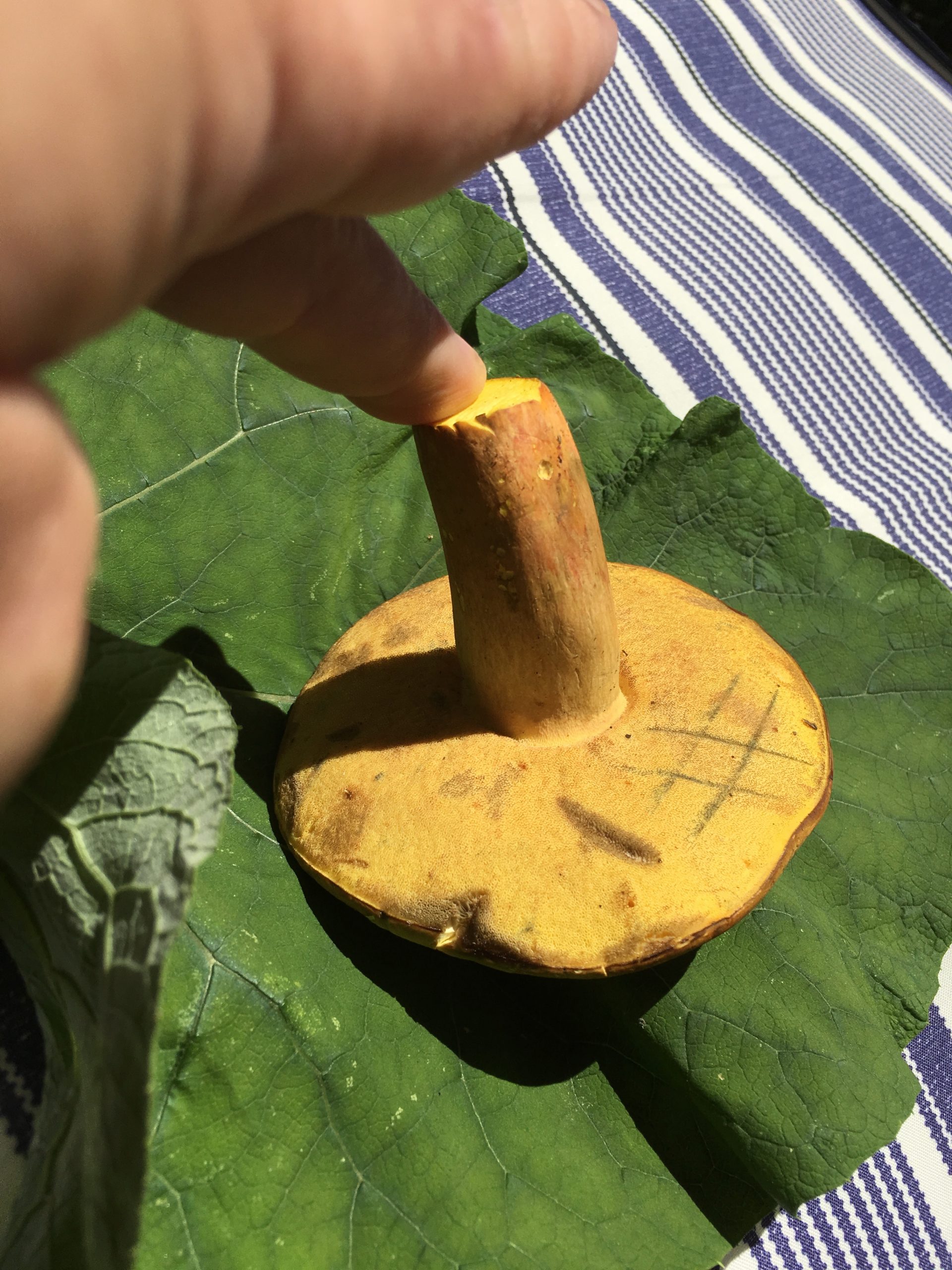 Lanmaoa pallidorosea (“Bouillon Bolete”) The Bolete Filter