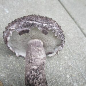 Strobilomyces confusus ("Old Man of the Woods")