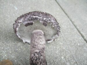 Strobilomyces confusus ("Old Man of the Woods")