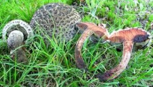 Strobilomyces strobilaceus ("Old Man of the Woods")