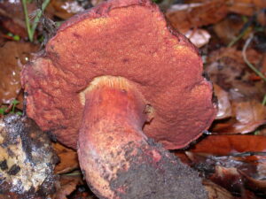 Suillellus amygdalinus