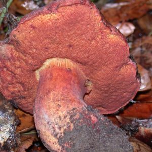 Suillellus amygdalinus