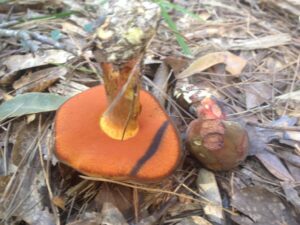 Suillellus hypocarycinus ("Hickory Bolete")