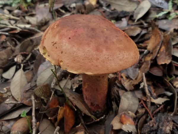 Dried Mushroom (Boletus Luteus Mushrooms) 15 Oz, Jumbo Jar – Its