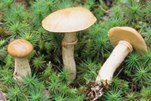Suillus acidus ("Sour Cap Suillus")