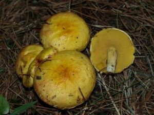 Suillus americanus ("Chicken Fat Suillus")