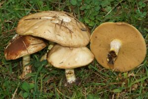 Suillus bovinus