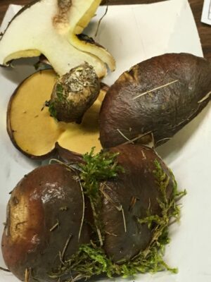 Suillus brevipes ("Short Stalked Bolete")