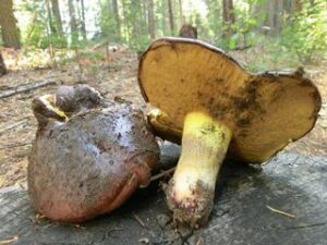 Suillus brunnescens ("Western Slippery Jack")