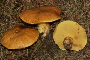 Suillus caerulescens ("Blue Staining Suillus")