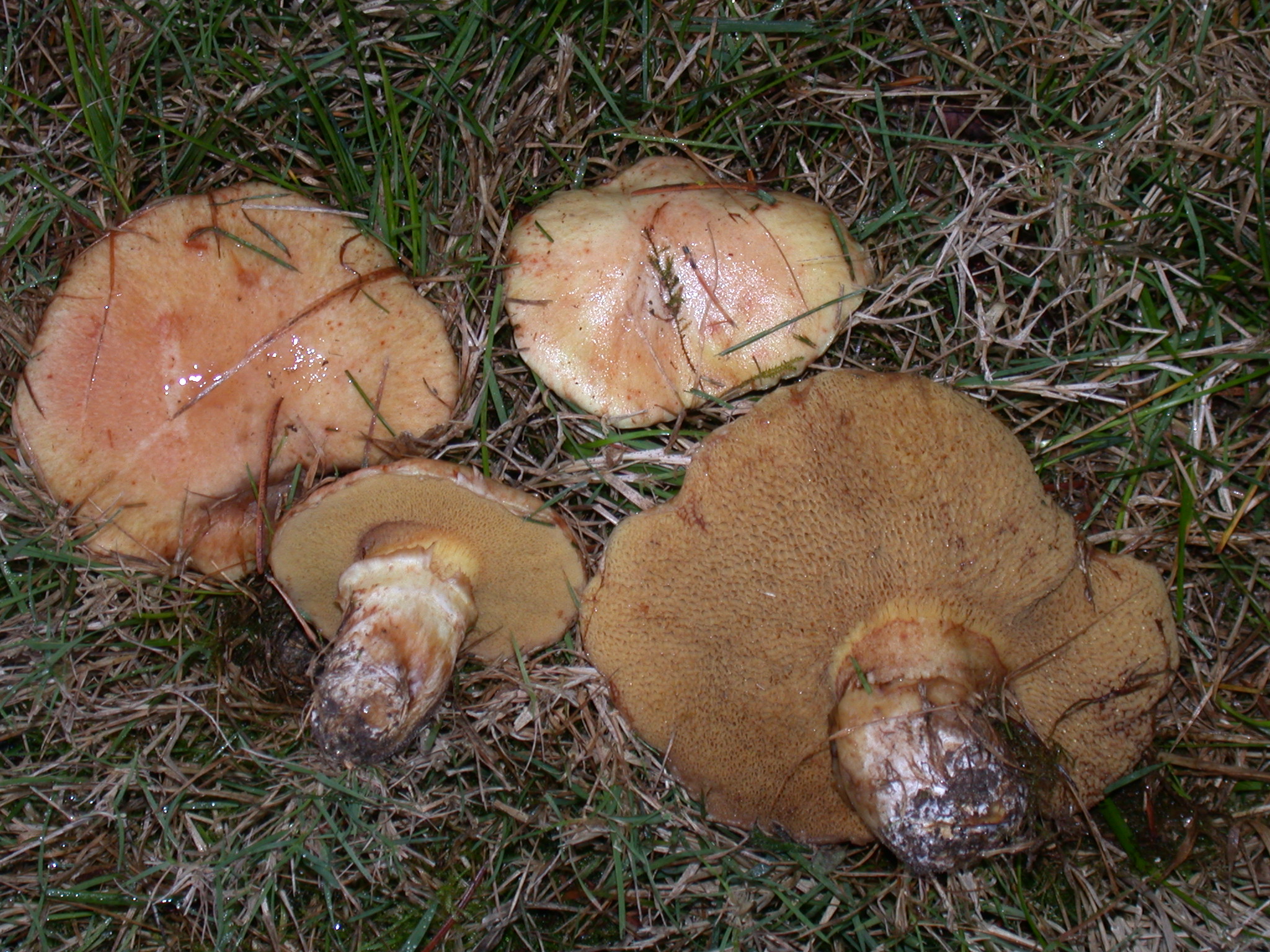 Suillus caerulescens (“Blue Staining Suillus”) | The Bolete Filter