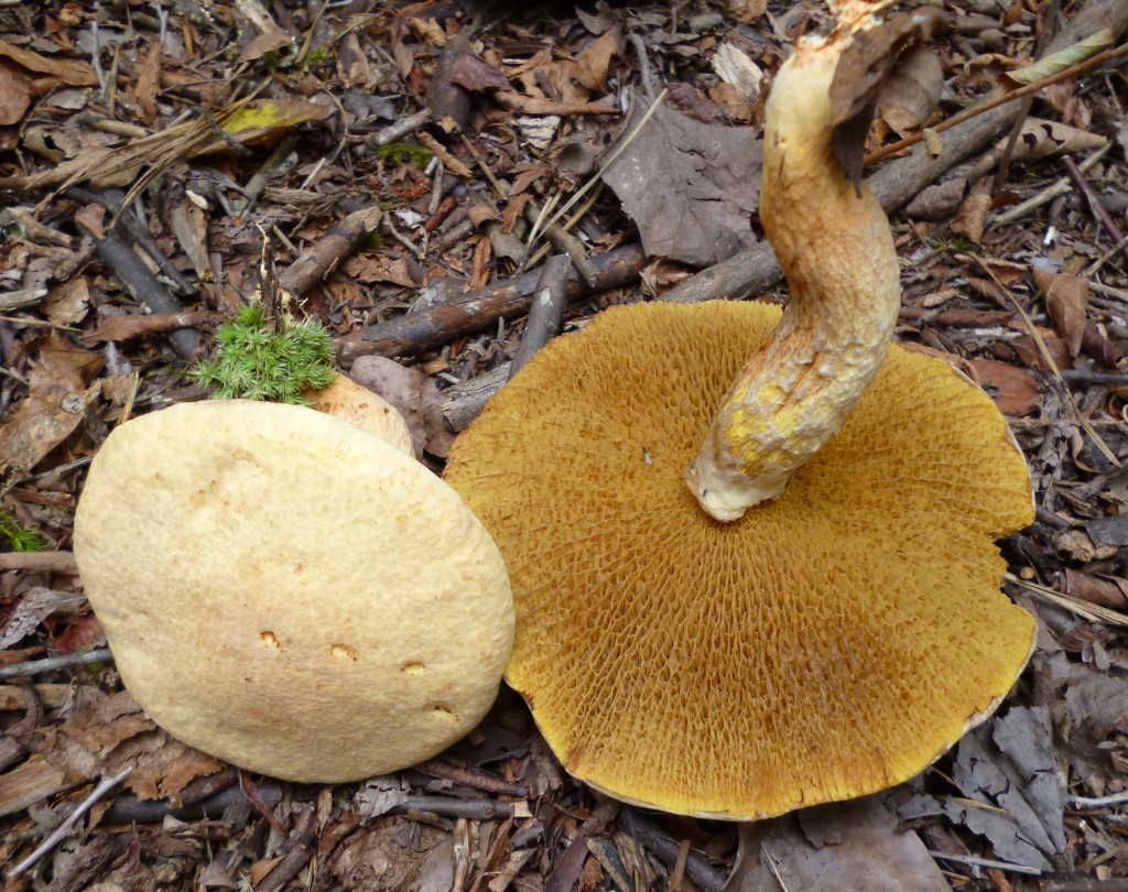 Suillus decipiens | The Bolete Filter