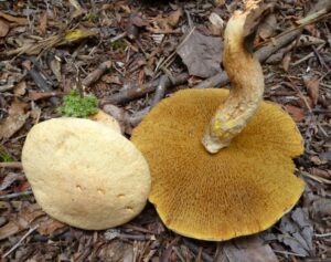 Suillus decipiens
