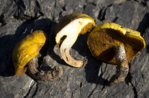 Suillus flavogranulatus