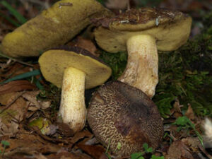 Suillus fuscotomentosus