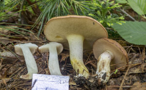 Suillus weaverae f/k/a granulatus ("Butterball")