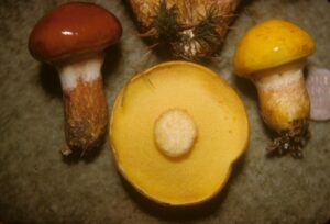 Suillus clintonianus ("Larch Suillus")