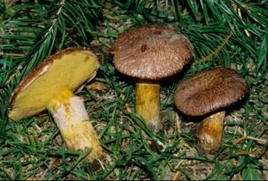 Suillus lakei ("Western Painted Suillus")