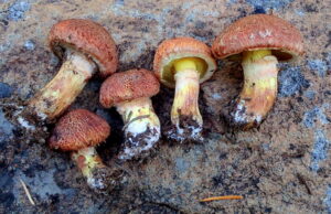 Suillus lakei var. pseudopictus