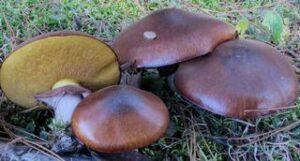 Suillus luteus ("Slippery Jack")